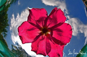 During camera system test - watery rose by Steven Anderson 
